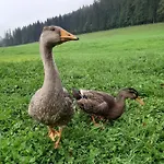 Pensión Przy Lesie Zakopane
