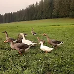 Przy Lesie 3* Zakopane