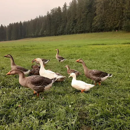 Przy Lesie 3* Zakopane