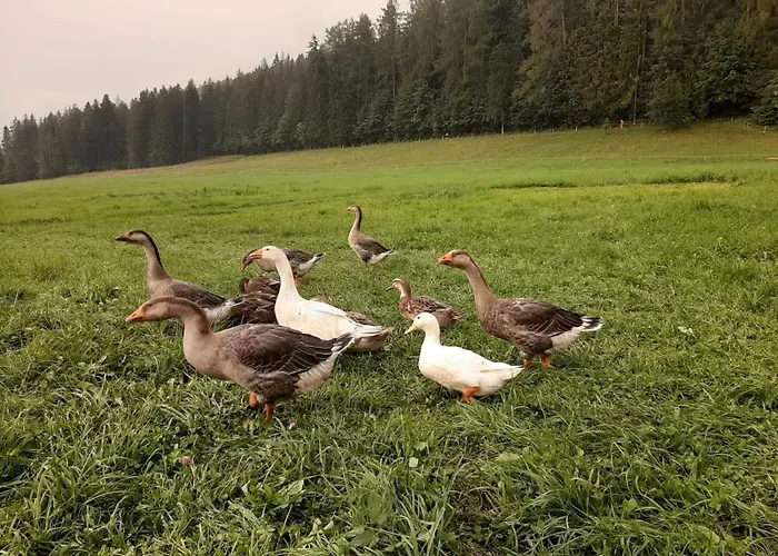 Przy Lesie 3* Zakopane